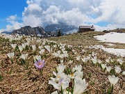 67 Crocus e Baita Monte Campo (1878 m)